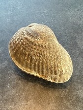 Fossilized clam real for sale  Prineville