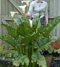 Water garden plant for sale  NEATH