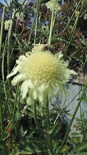 Cephalaria gigantea giant for sale  PETERBOROUGH