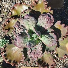 Echeveria gibbiflora hybrid for sale  Fresno