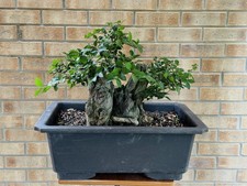 Large privet yamadori for sale  MALTON