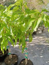 Grafted mango hard for sale  Palm Bay