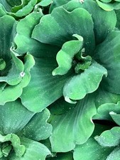 Water lettuce large for sale Water lettuce large for sale  FELTHAM