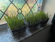 Cat grass indoor for sale  Newport Beach