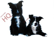 Picture postcard dogs for sale  NEWCASTLE UPON TYNE