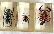 Insect resin taxidermy for sale Insect resin taxidermy for sale  FAREHAM