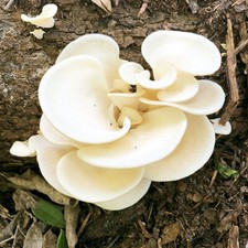 Pearl oyster mushroom for sale  Mc Connell