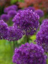 Dark purple allium for sale  Russell