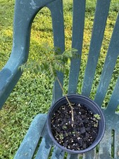 Aromatic curry leaf for sale  Raleigh