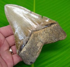 5.20 megalodon shark for sale  Bradenton