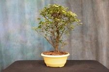 Reliable rose cascade for sale  North Fort Myers