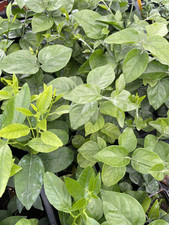 Piante gelsomino sambac usato  Terlizzi