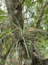 Tillandsia cardinal big for sale  Opa Locka