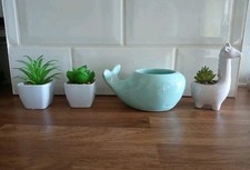 Home ornaments plants for sale  NORWICH
