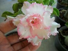 Semi adenium obesum usato  Italia