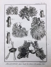 Angiologie 1779 anatomie d'occasion  Tuchan