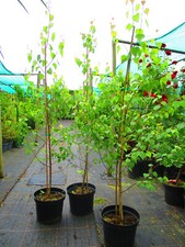 6ft inc. pot for sale  OXFORD