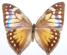 Morpho aega female gebraucht kaufen  München