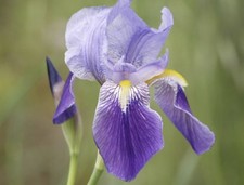 Iris germanica pianta usato  Ferrara