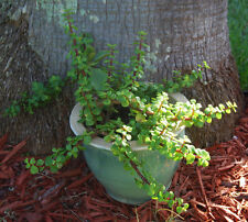 Elephant bush portucalaria for sale  Palm Bay
