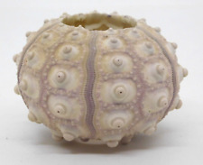 Shell sea urchin for sale  Oklahoma City