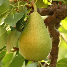 Pear williams bon for sale  SOUTHAMPTON