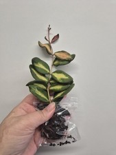 Hoya burtoniae variegated for sale  LONDON
