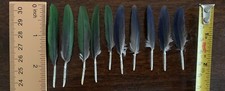 Domestic bird feathers for sale  Independence