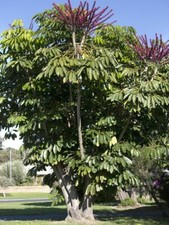 Plants one price for sale  Oviedo