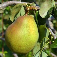 Poirier doyenné comice d'occasion Poirier doyenné comice d'occasion  Fontenay-le-Comte