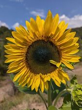 Semi girasole gigante usato  Tortorella