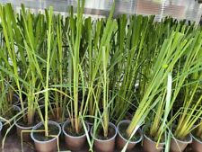Zitronengras pflanze lemongras gebraucht kaufen  Soltau