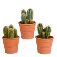 Kaktus cereus mix gebraucht kaufen  Düsseldorf