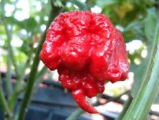 100 carolina reaper for sale  Saint Michaels