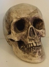 Tête mort vanité d'occasion  Dijon
