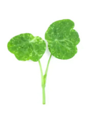 Herb micro nasturtium for sale  HIGH WYCOMBE