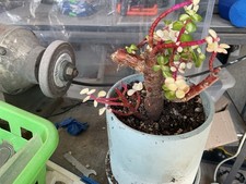 Echeveria jade variegated for sale  Norwalk
