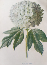 Antique print guelder for sale  TORRINGTON