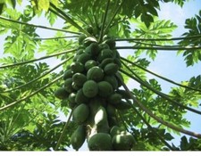 Fresh organic papaya for sale  Sarasota
