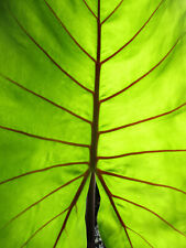 Alocasia macrorrhiza black gebraucht kaufen  Großostheim
