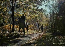 Animaux chevaux promenade d'occasion  Fruges
