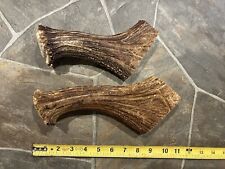 Moose antler bases for sale  Wallagrass