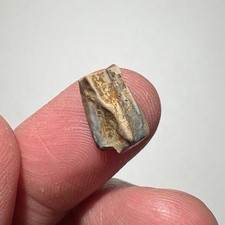 Rare 0.50 hadrosaur for sale  Wyoming
