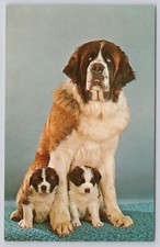 Purebred bernard dog for sale  Fort Wayne