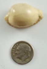 Cypraea coronata imaculata for sale  Palo Alto