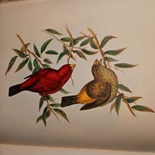 Mr. Gould's Tropical Birds, 24 Exquisite Colour Plates, edited by Eva Mannering, usado comprar usado  Enviando para Brazil
