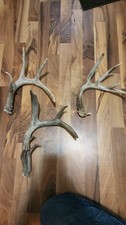 Whitetail deer shed for sale  Rib Lake