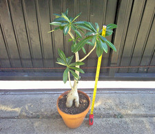 Adenium arabicum desert for sale Adenium arabicum desert for sale  Mcallen