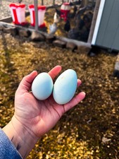 Easter egger ermine for sale  Austin