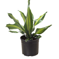 Dracaena golden heart for sale  Old Town